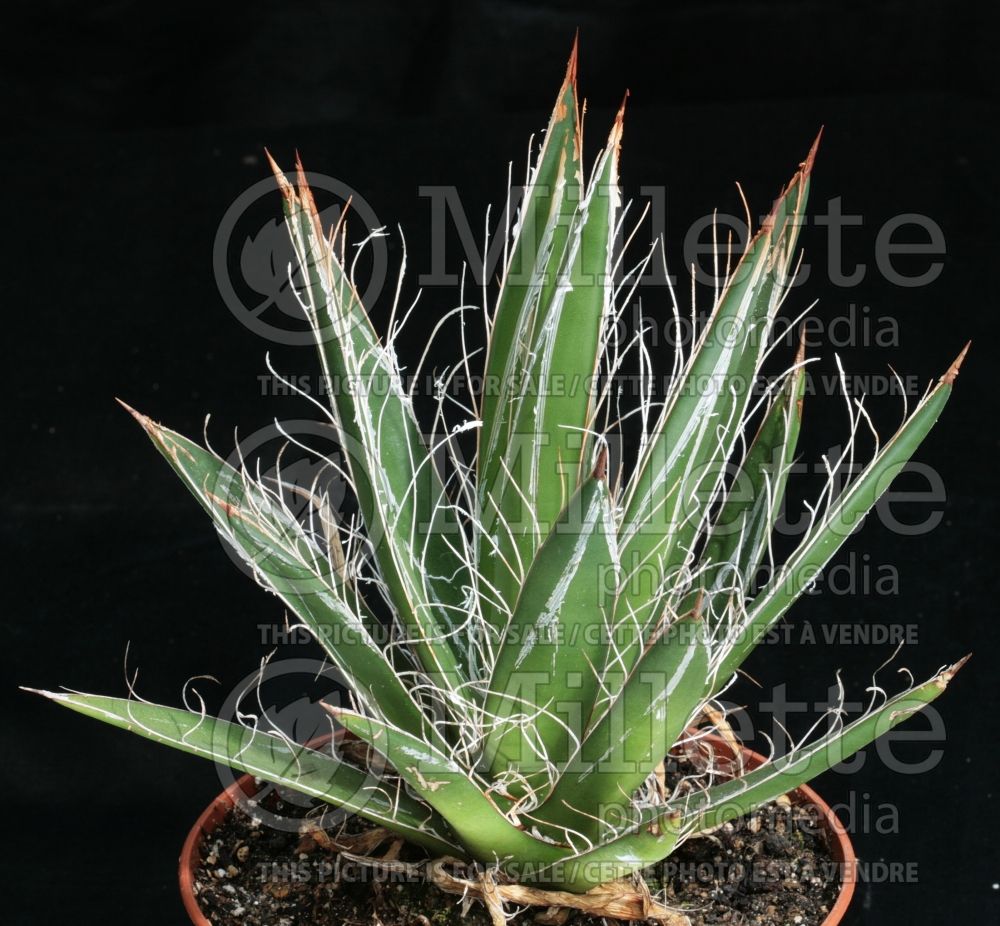 Agave Durango Delight (Thread-leaf  Agave cactus) 1 