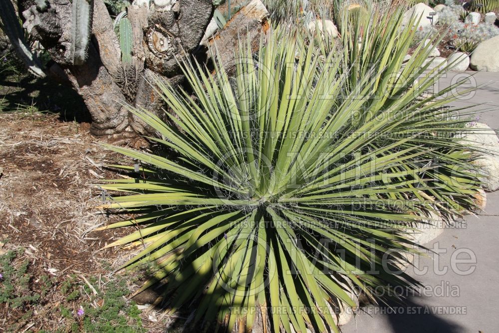 Agave Durango Delight (Thread-leaf  Agave cactus) 3