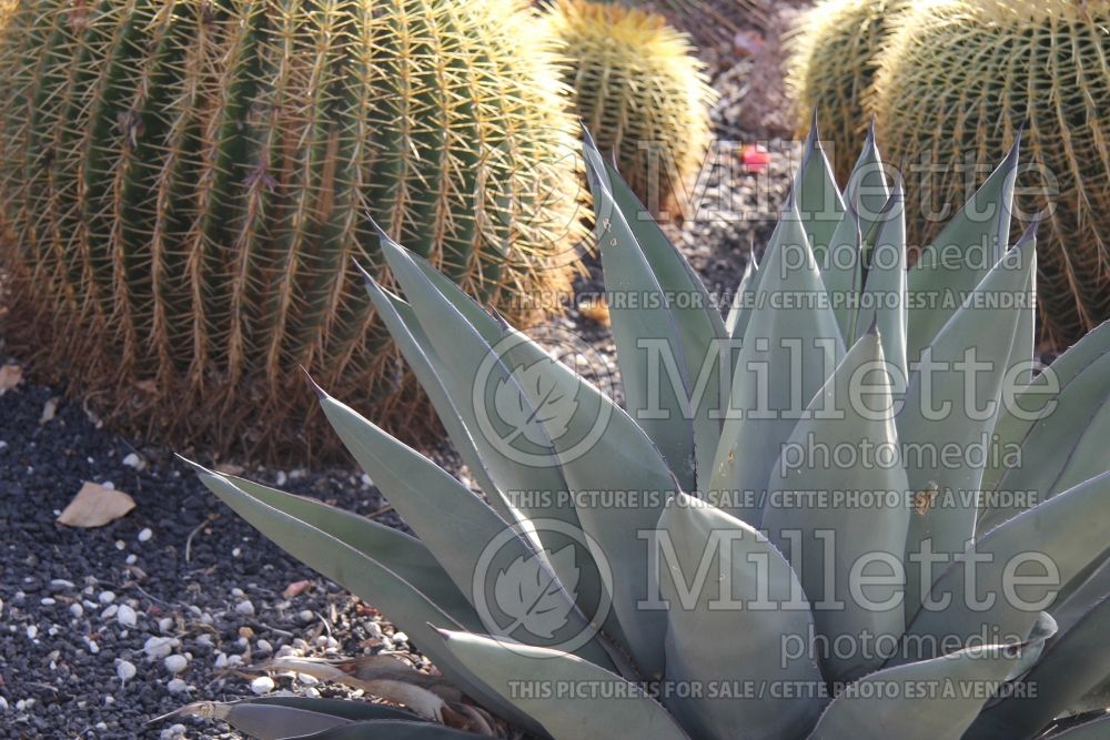 Agave Sharkskin (Thread-leaf  Agave cactus) 1