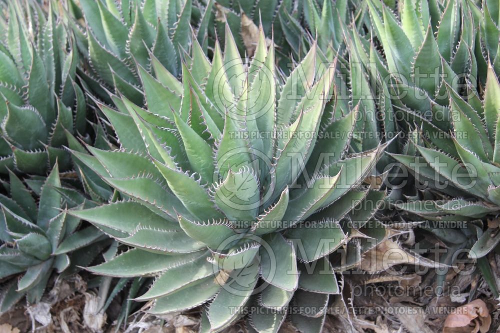 Agave shawii (Shaw's Agave cactus) 1  