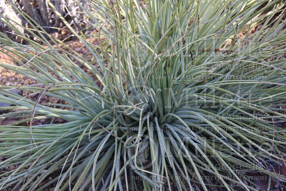 Agave striata (Narrow Leaf Hardy Century Plant  Agave cactus) 1  