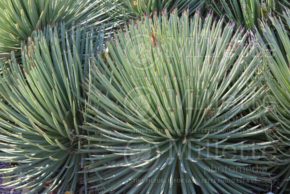 Agave stricta (Hedgehog agave, rabo de léon cactus) 1 