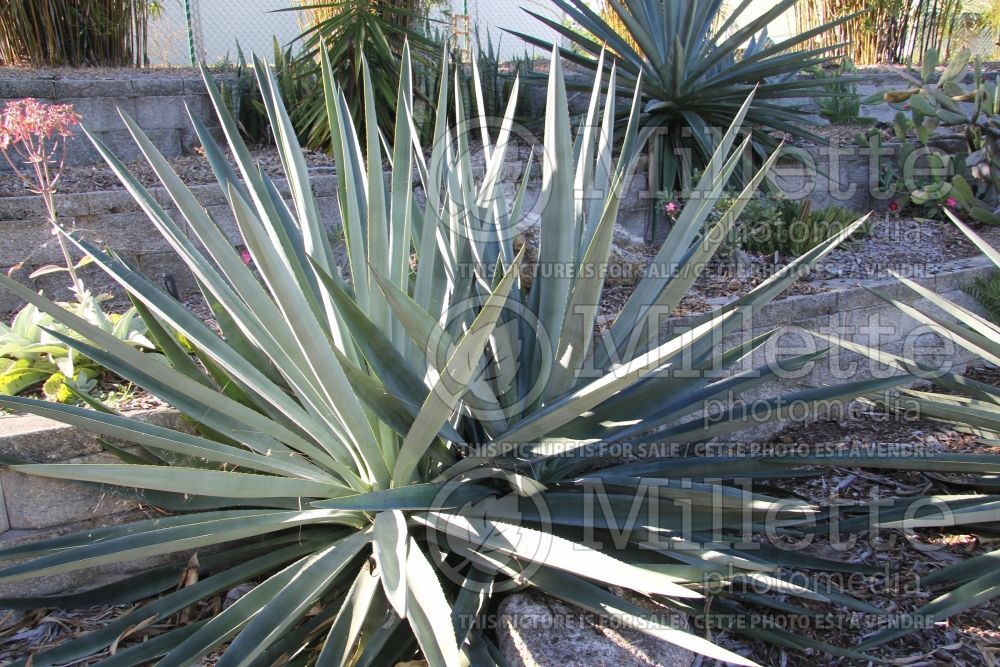 Agave tequilana (Blue Agave cactus) 1  
