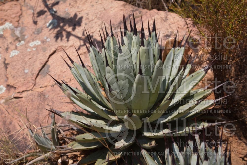 Agave utahensis (Agave cactus) 1  