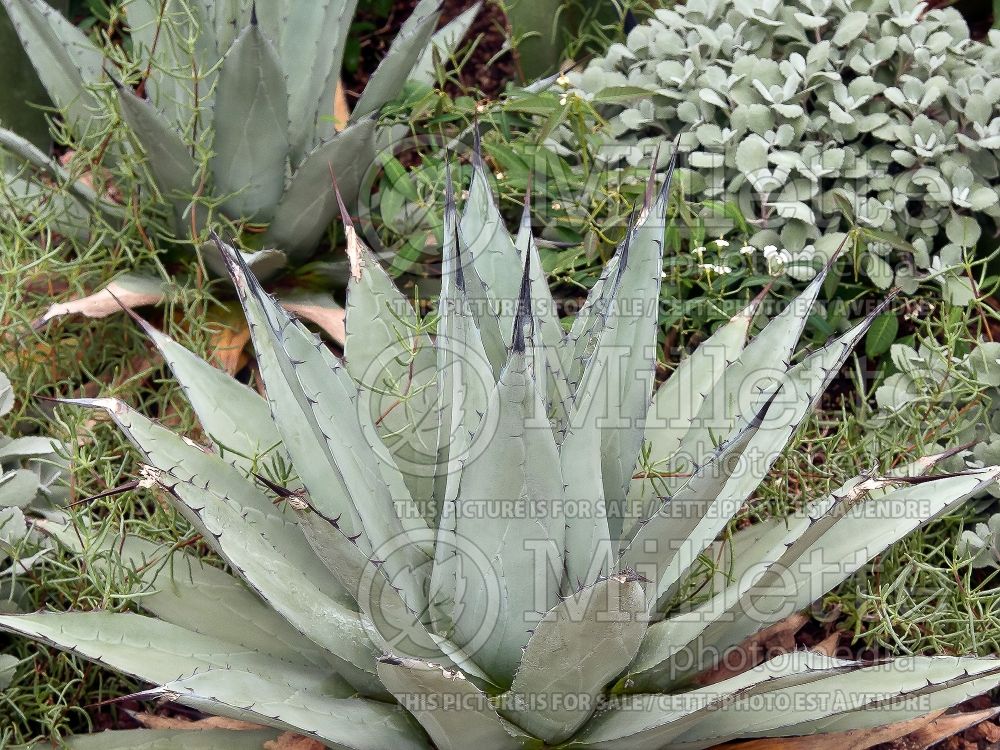 Agave utahensis var nevadensis (Agave cactus) 1  