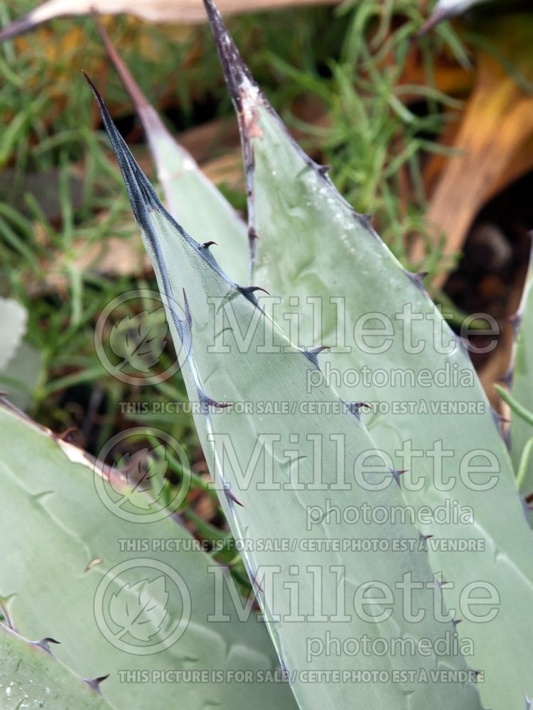 Agave utahensis var nevadensis (Agave cactus) 3  