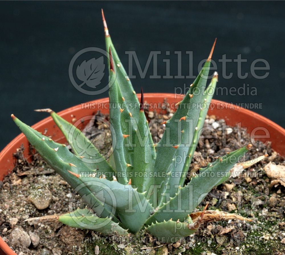 Agave utahensis (Agave cactus) 2  