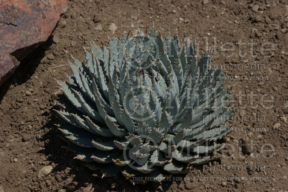 Agave utahensis (Agave cactus) 3  