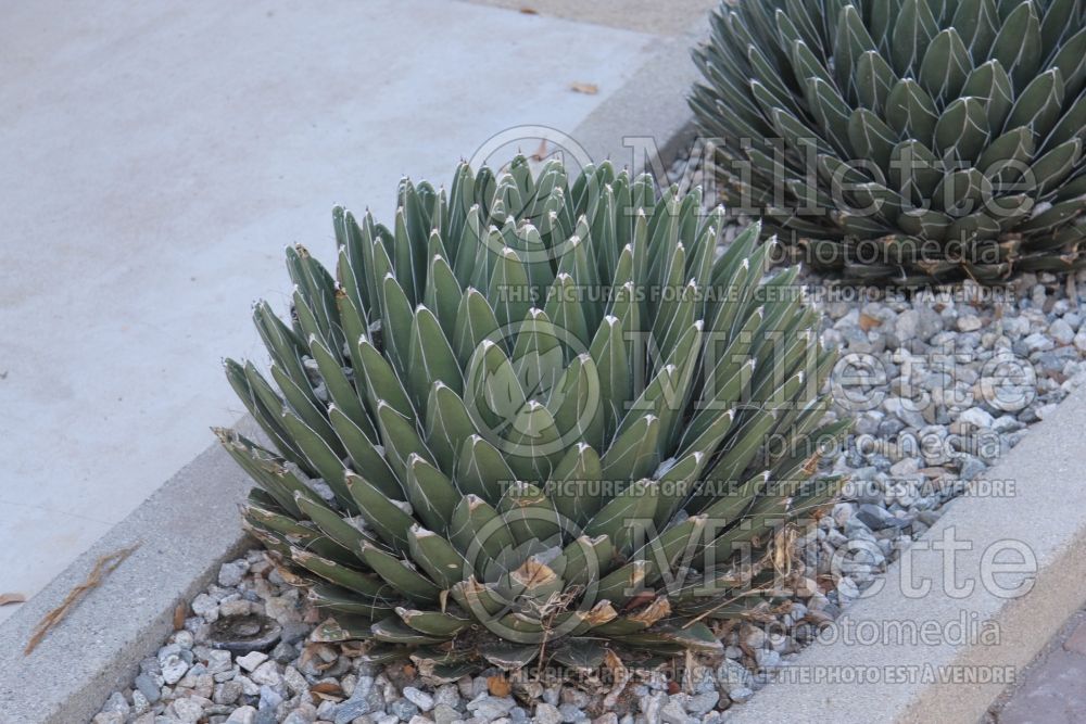 Agave victoriae-reginae (Agave cactus) 1  