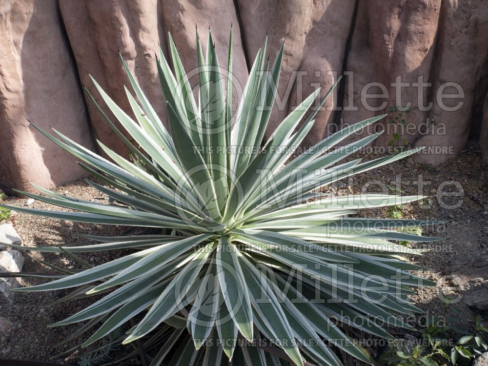 Agave vivipara (Agave cactus) 1  