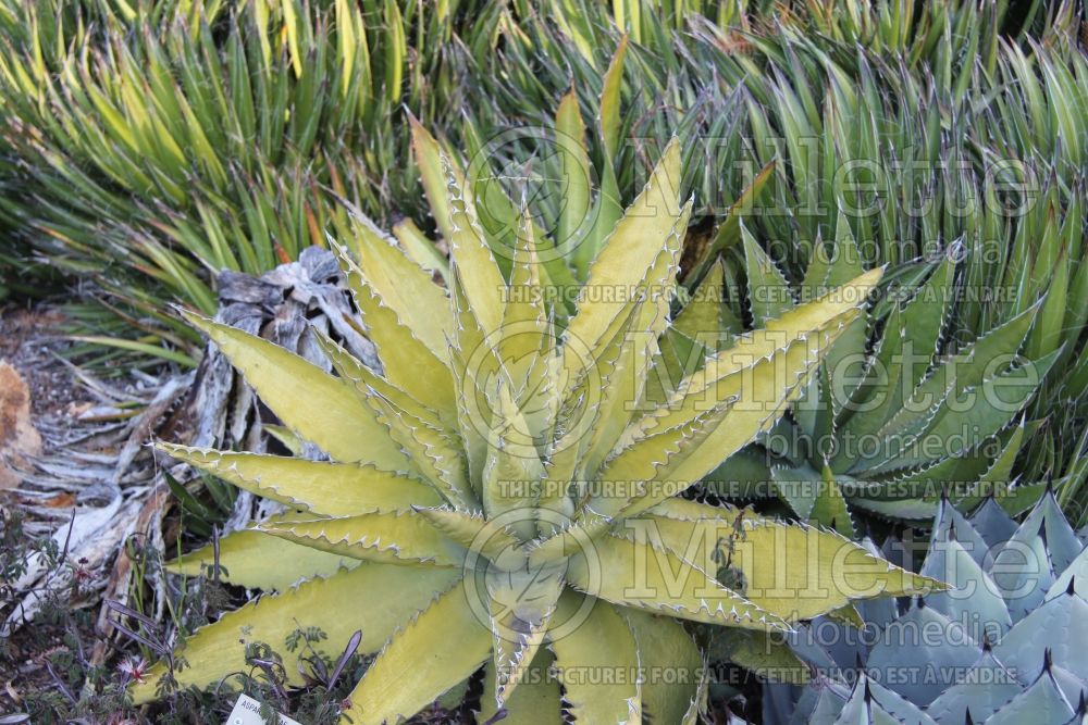 Agave xylonacantha (Saw leaf Agave, cactus) 1 