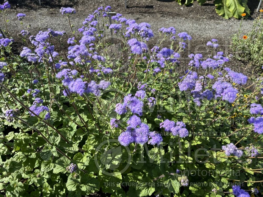 Ageratum Blue Horizon (Floss flower) 3