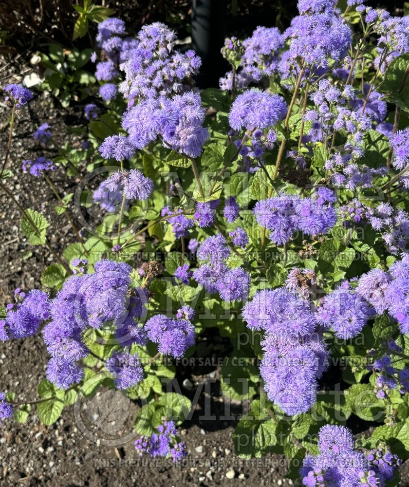 Ageratum Blue Bouquet (Floss flower) 1 