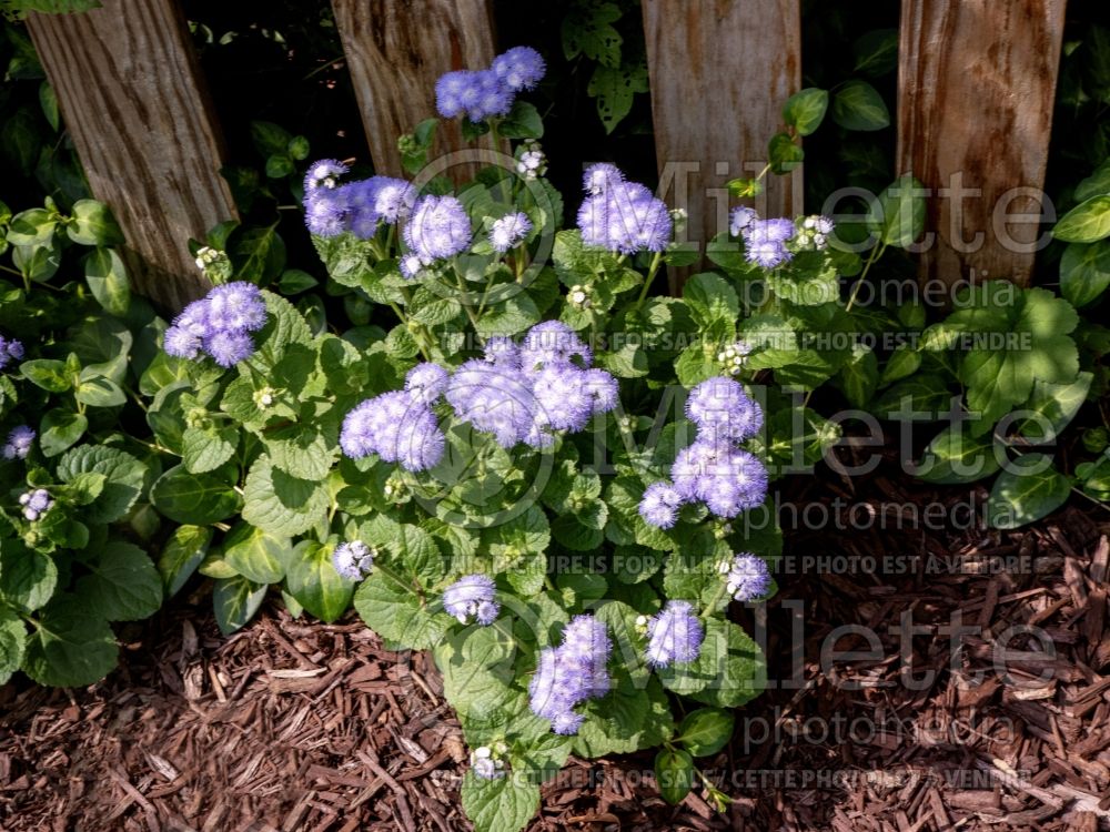 Ageratum Leda (Floss flower) 1 