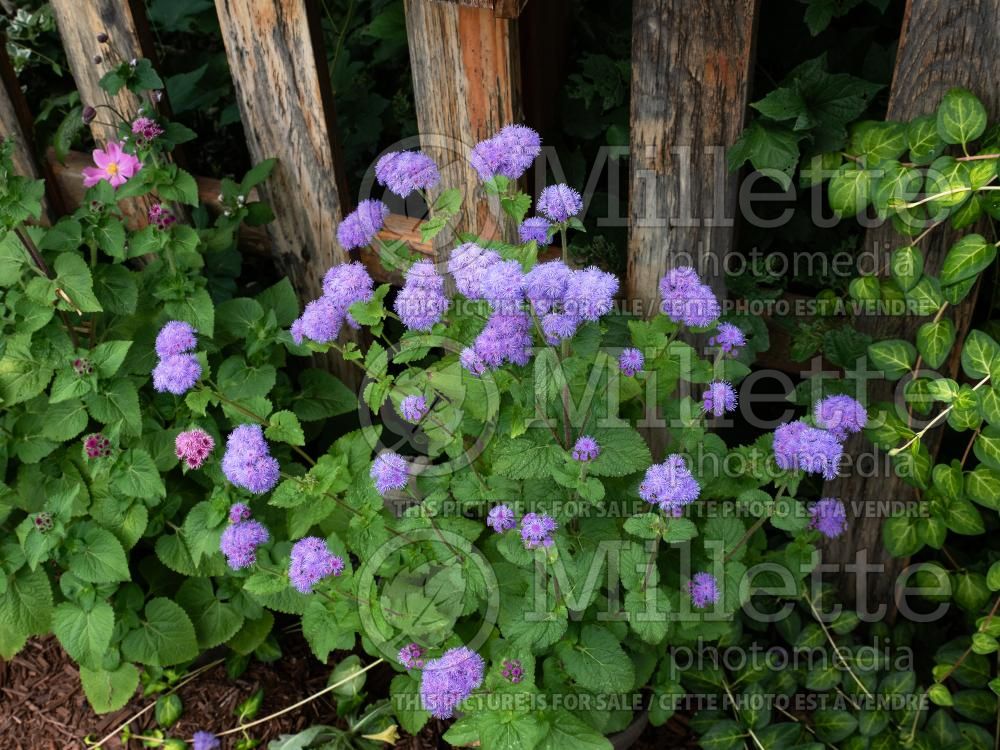 Ageratum Timeless Blue (Floss flower - Agérate) 1