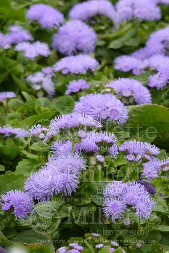 Ageratum Hawaii Blue (Floss flower - Agérate) 2 