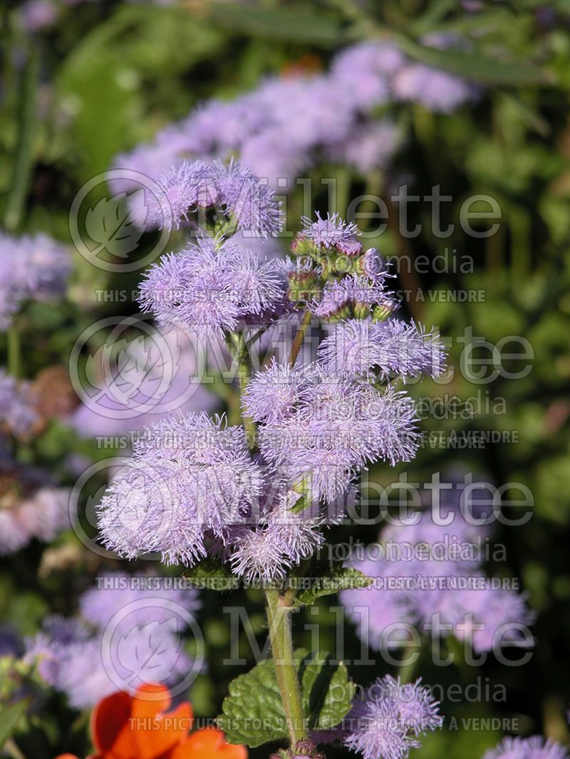 Ageratum Blue Horizon (Floss flower) 1