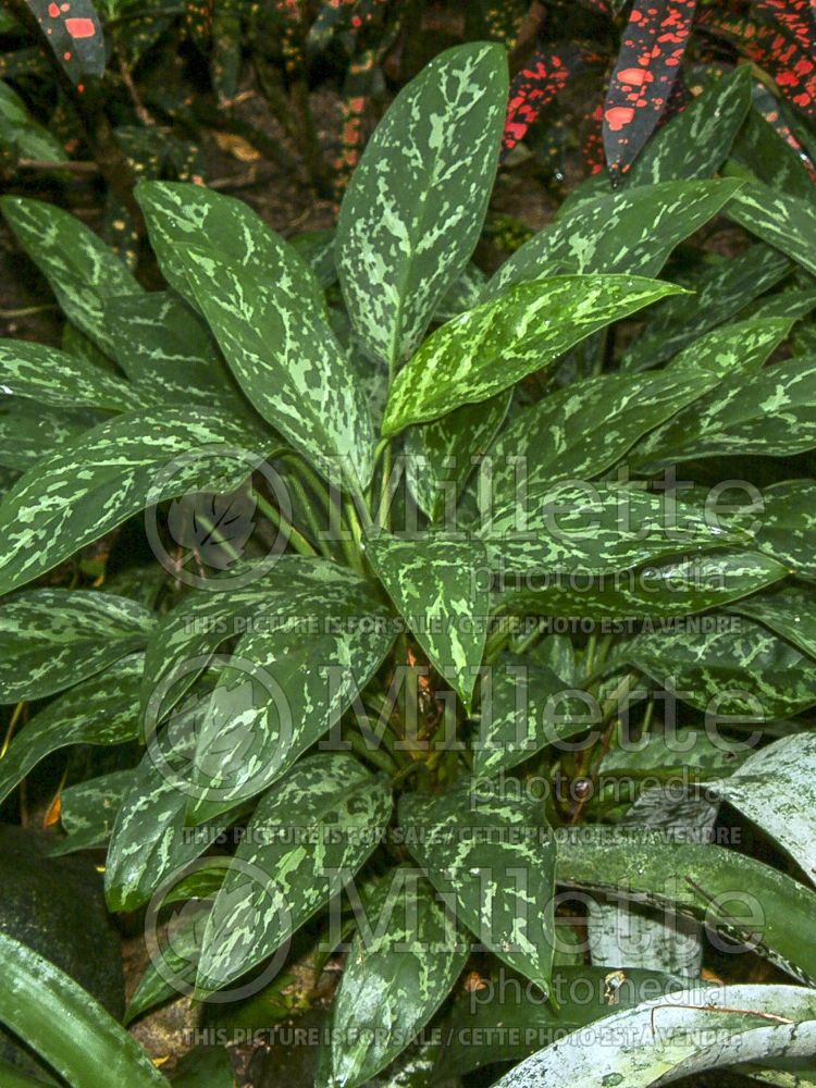 Aglaonema Green Lady (Chinese Evergreen plant) 1