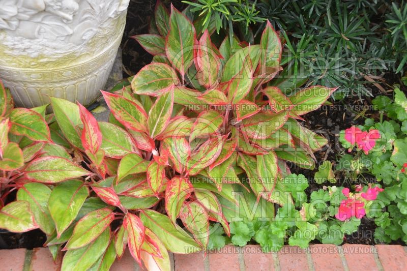 Aglaonema Siam Aurora (red aglaonema) 1 