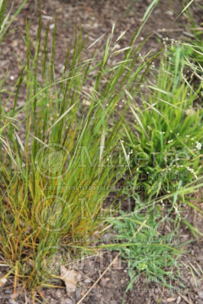 Agrostis capillaris (common bent, colonial bent, browntop ornamental grass) 1 