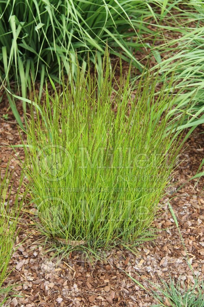 Agrostis capillaris (common bent, colonial bent, browntop ornamental grass) 2 
