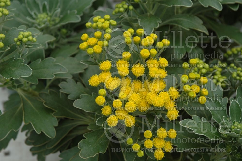 Ajania pacifica (Pacific chrysanthemum) 4 