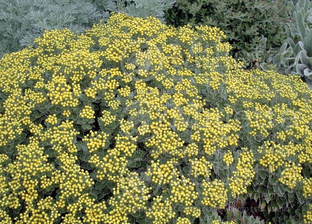 Ajania pacifica (Japanese Chrysanthemum)  1