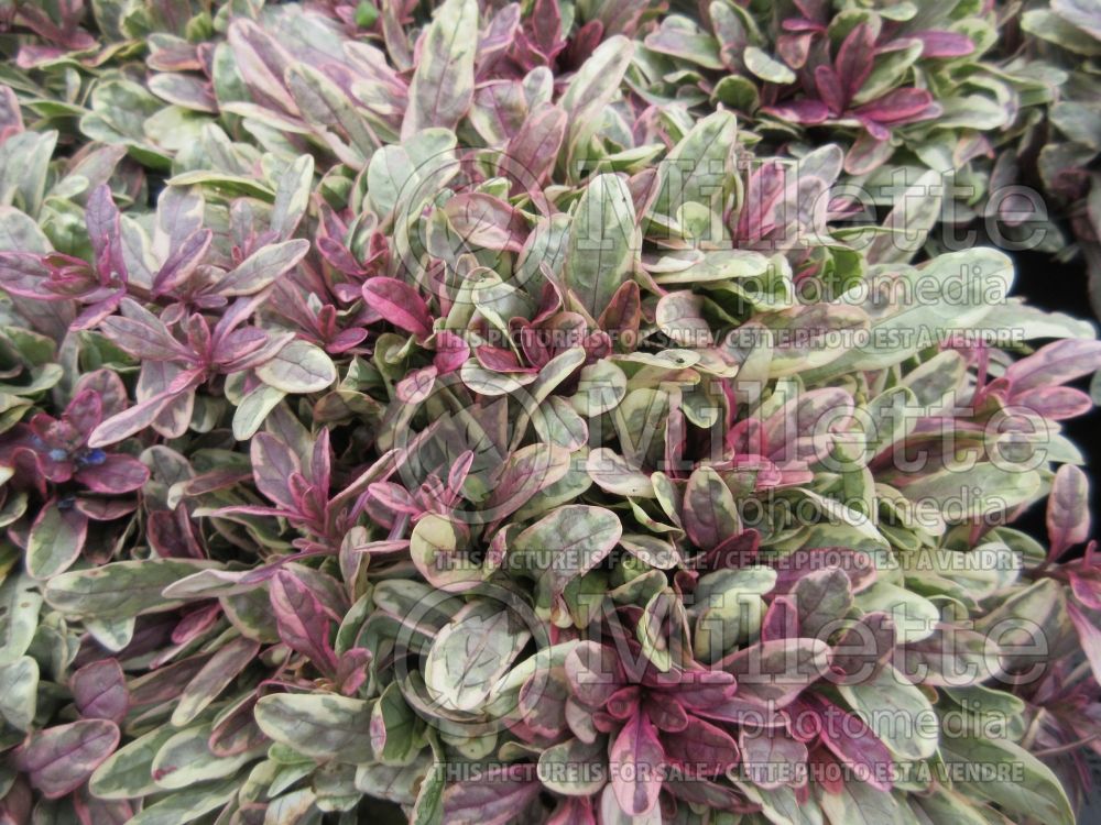 Ajuga Princess Nadia (Bugleweed) 2 