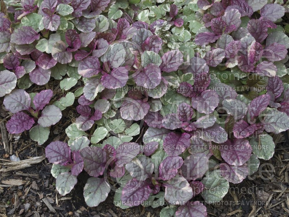 Ajuga Burgundy Glow (Bugleweed) 2 