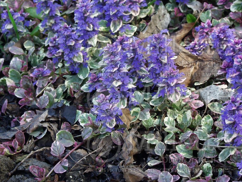 Ajuga Burgundy Glow (Bugleweed) 5 