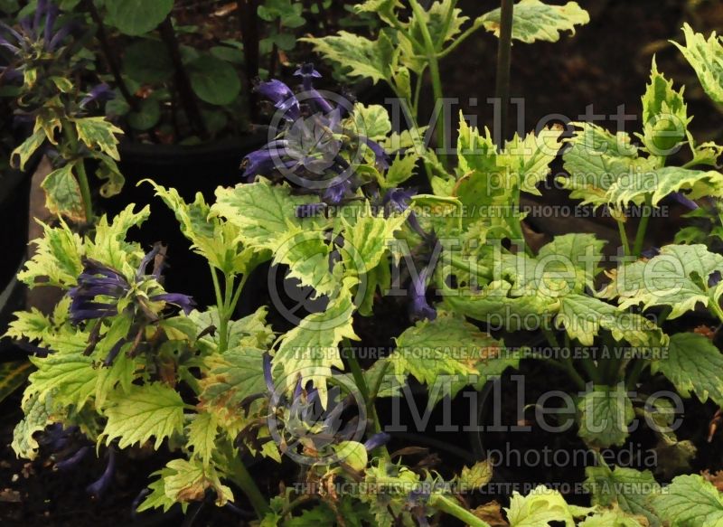 Ajuga Frosted Jade or Bikun (Bugleweed) 1 