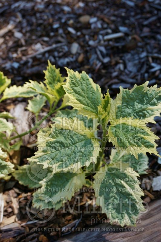 Ajuga Frosted Jade or Bikun (Bugleweed) 2 