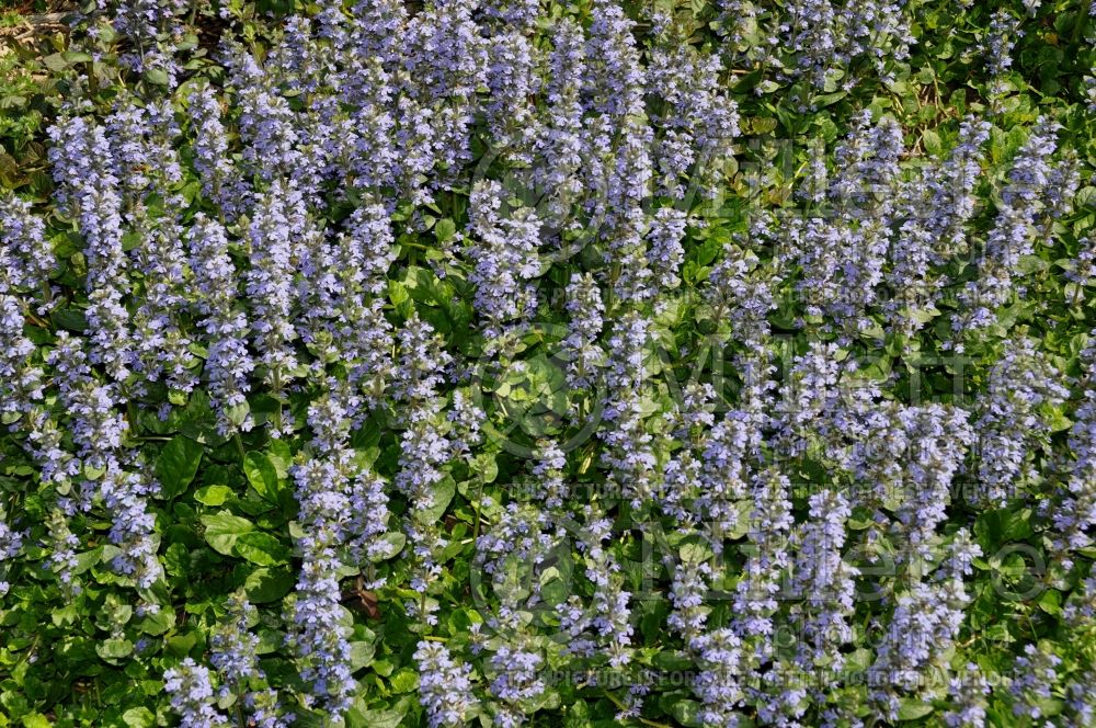 Ajuga Mint Chip (Bugleweed) 1 