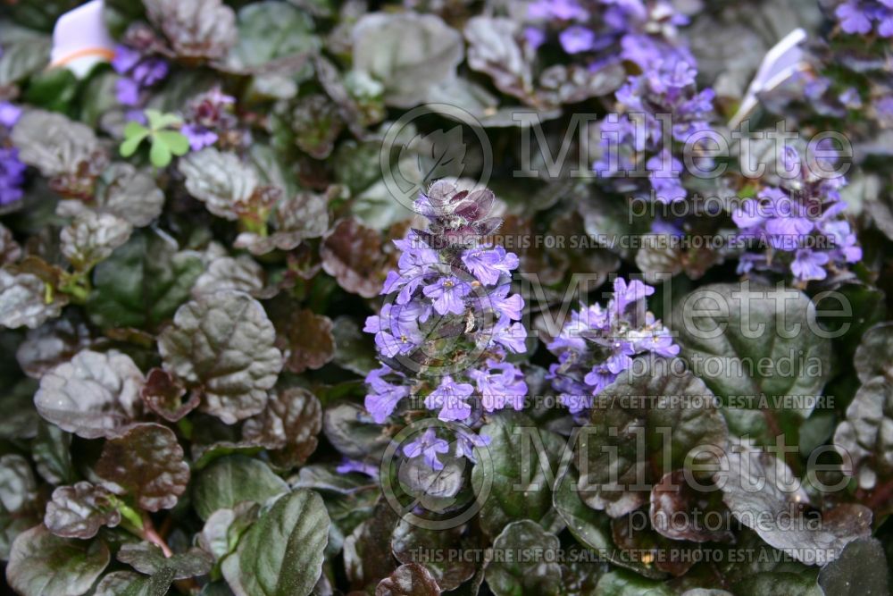 Ajuga Black Scallop (Bee Balm bergamot) 2 