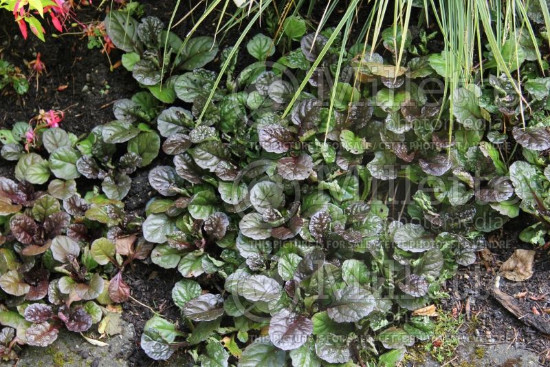 Ajuga Black Scallop (Bee Balm bergamot) 3 