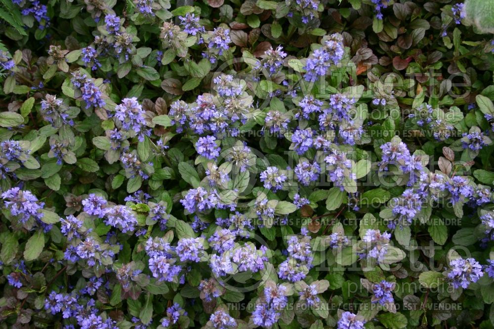 Ajuga Burgundy Glow (Bugleweed) 3 