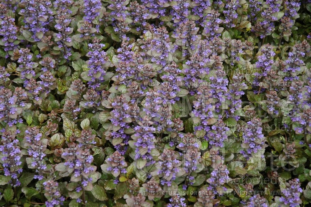 Ajuga Burgundy Glow (Bugleweed) 6 