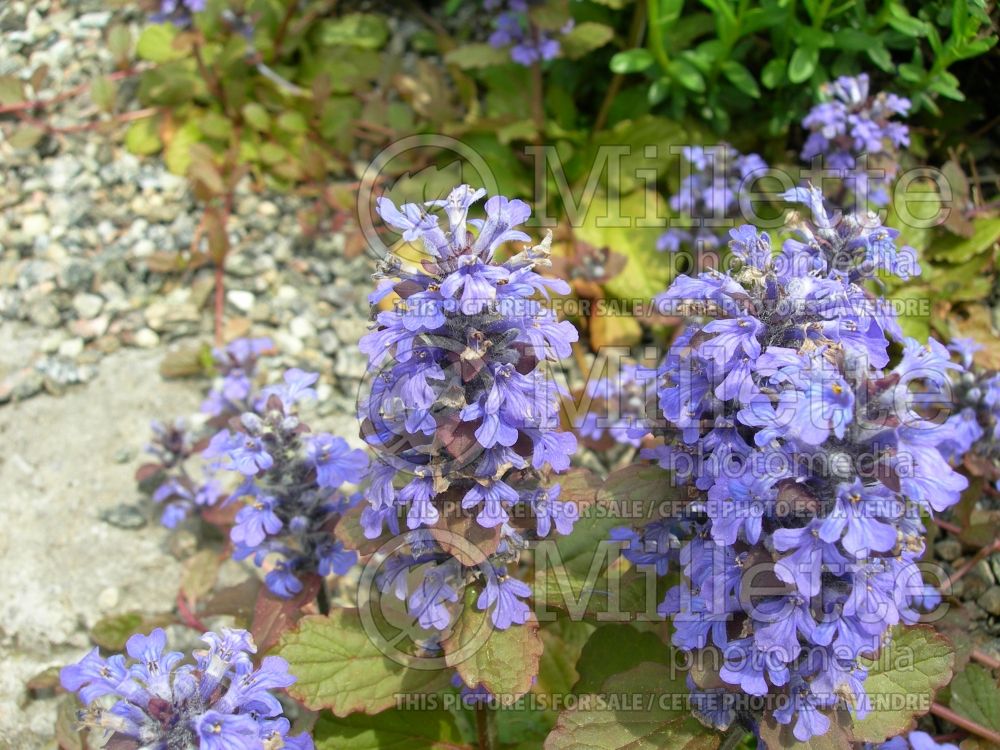 Ajuga Burgundy Glow (Bugleweed) 9 