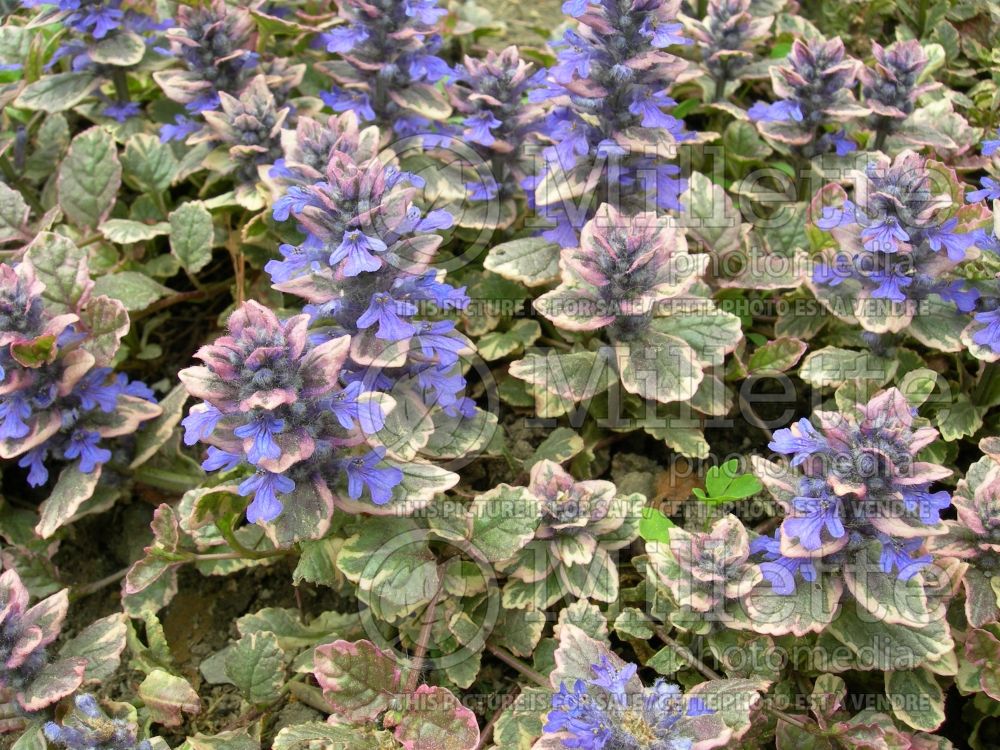 Ajuga Burgundy Glow (Bugleweed) 8 