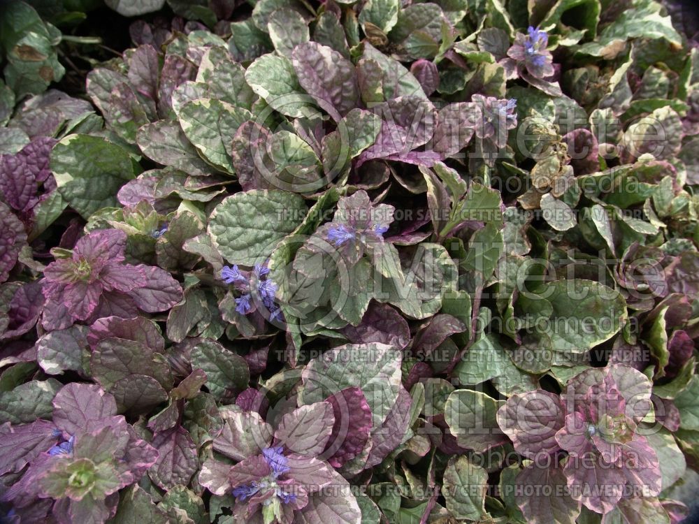 Ajuga Burgundy Glow (Bugleweed) 7 