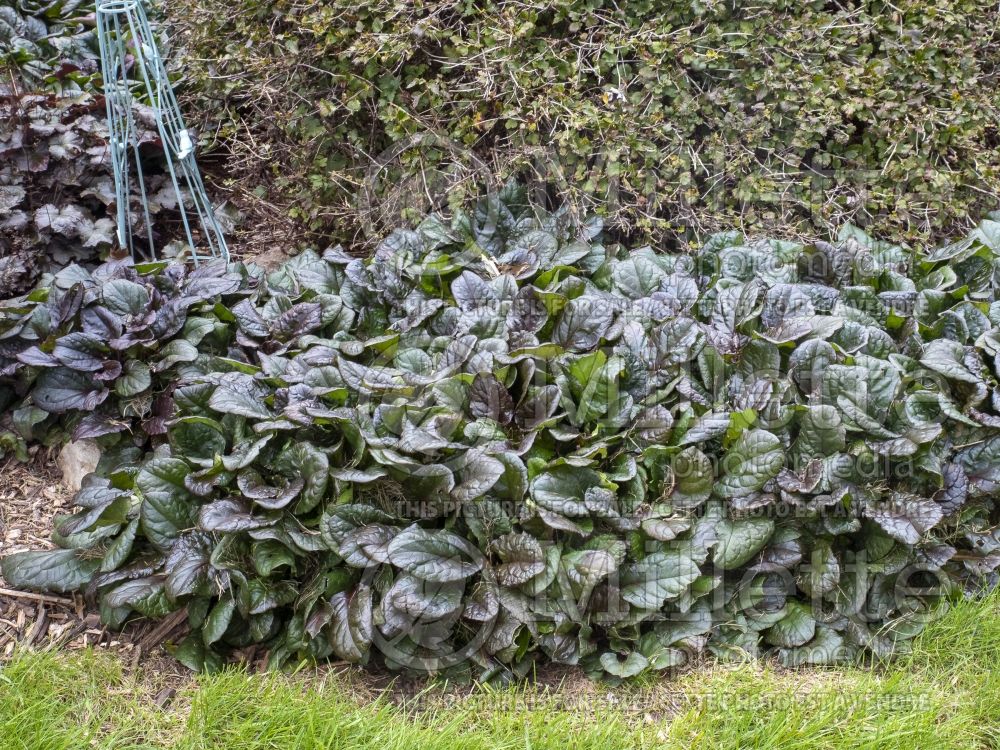 Ajuga Catlin's Giant (Bugleweed) 6 