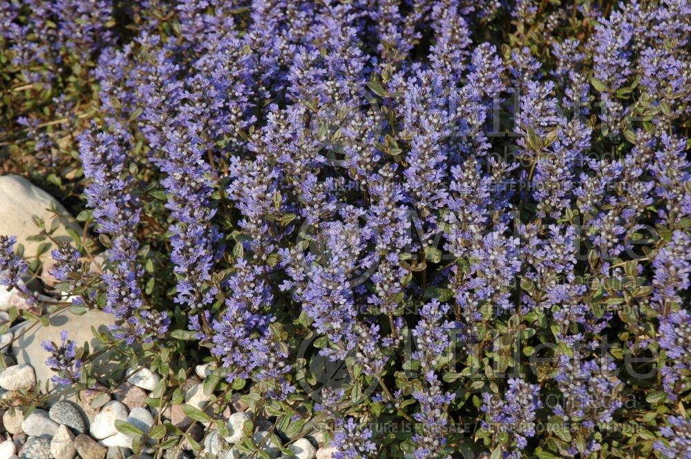 Ajuga Chocolate Chip (Bugleweed) 1