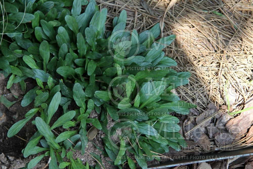 Ajuga Mint Chip (Bugleweed) 2 