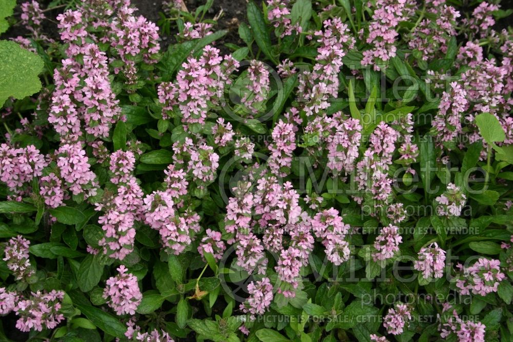 Ajuga Pink Beauty (Bugleweed) 1 