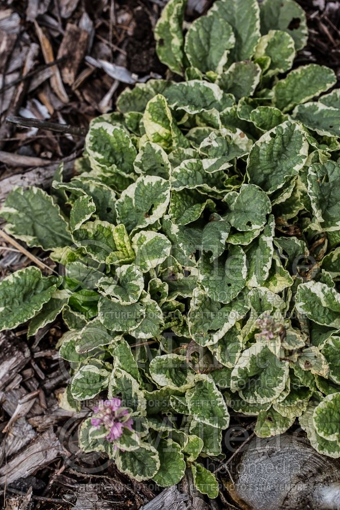 Ajuga Pink Lightning (Bugleweed) 1 