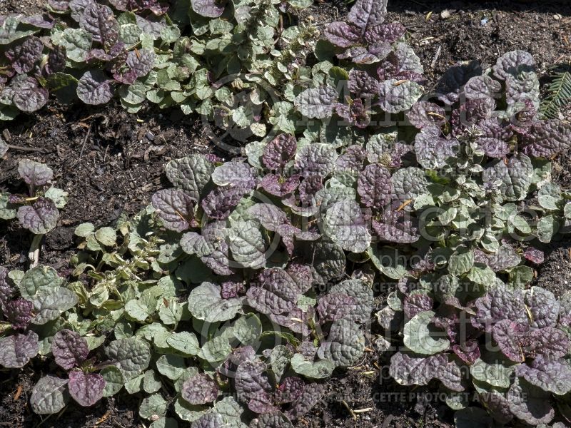 Ajuga Sugar Plum (Bugleweed) 2 