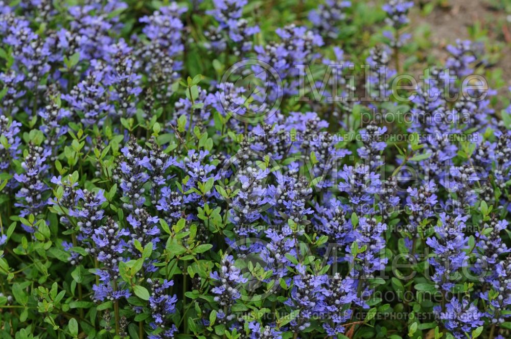 Ajuga Mint Chip (Bugleweed) 3 