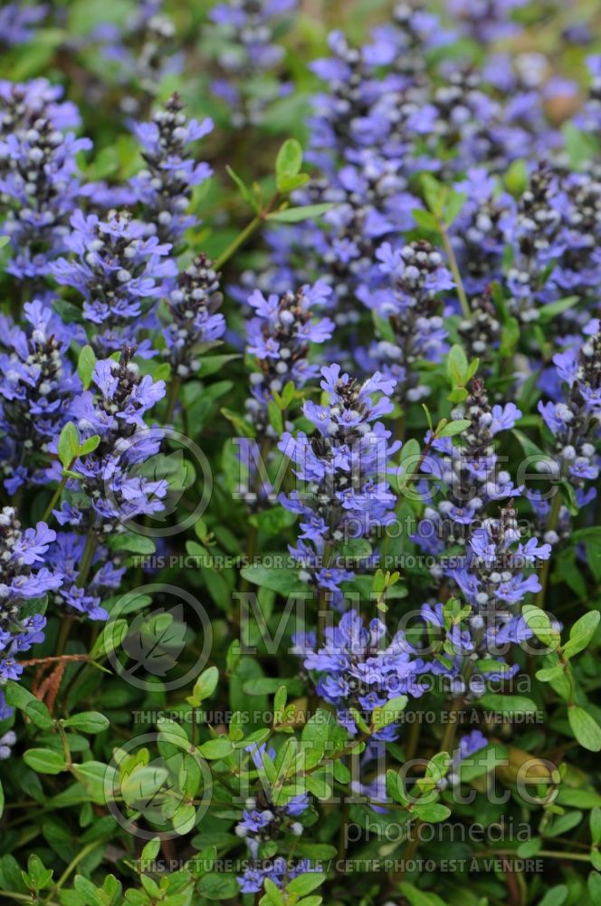 Ajuga Mint Chip (Bugleweed) 4 