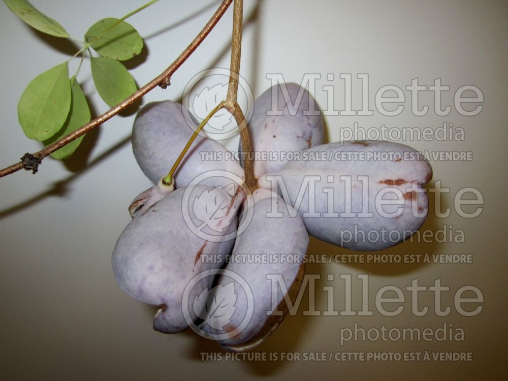 Akebia quinata (climbing chocolate vine) 12