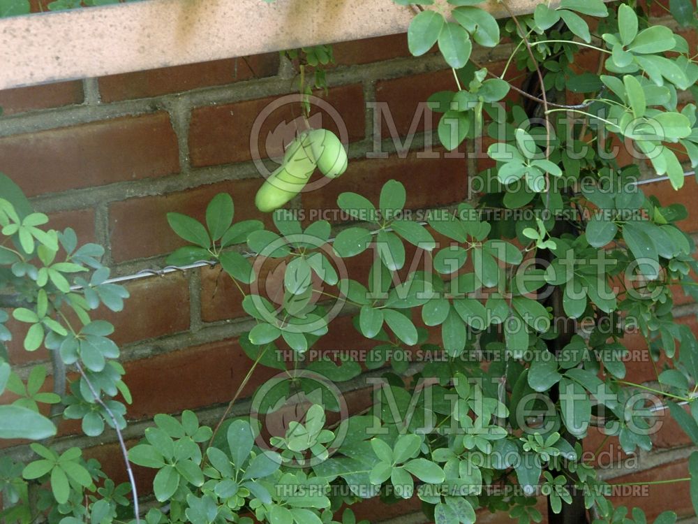 Akebia quinata (Chocolate Vine) 2